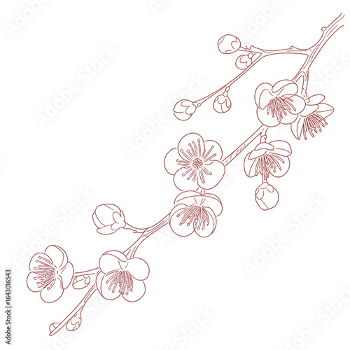 Elegant Plum Blossom Branch Illustration in Brown Tones for Decorative and Artistic Projects Design Element Blossom Outline