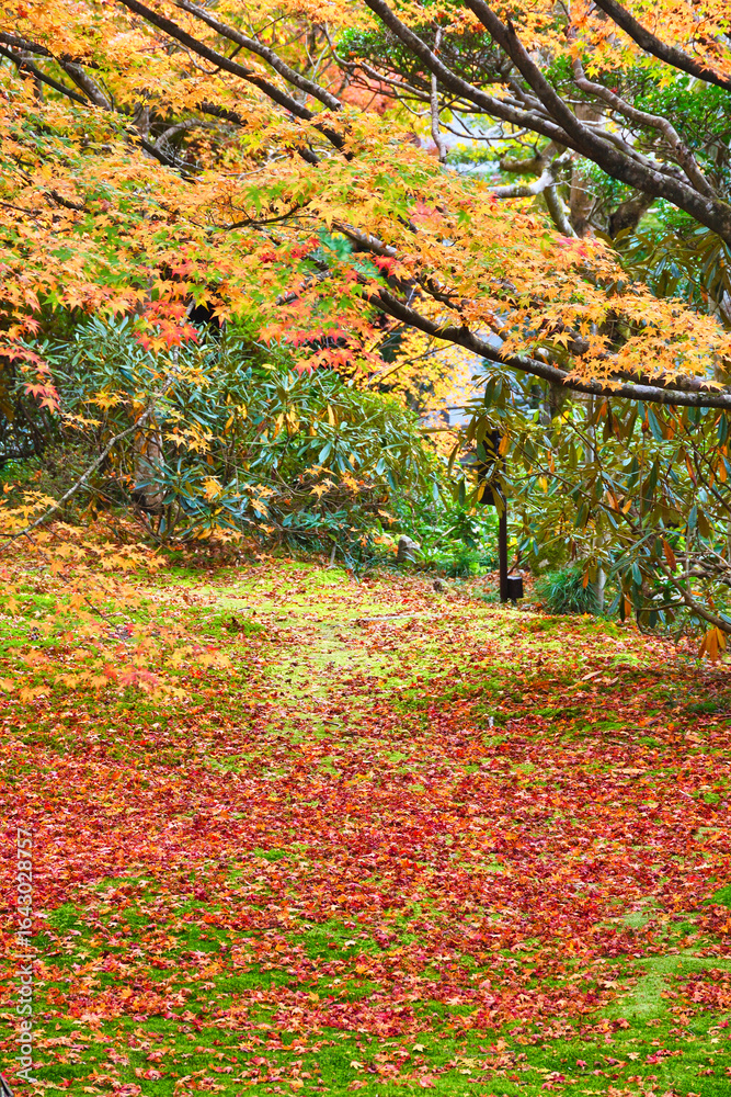 Naklejka premium 大原 三千院 有清園 美しい紅葉 散りもみじと緑の苔（日本京都府京都市）Ohara Sanzen-in Temple (Sanzenin Temple), Yuseien Beautiful autumn leaves: Fallen maples and green moss(Kyoto City, Kyoto Prefecture, Japan) 