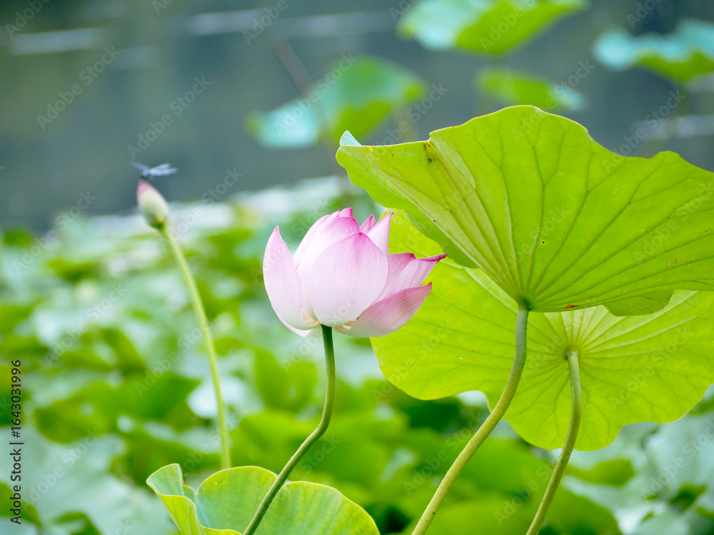 Obraz premium 咲き始めの蓮の花