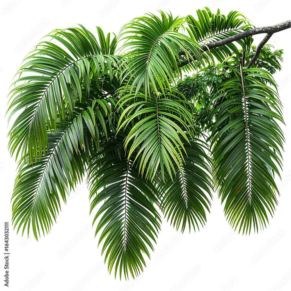 Obraz premium Serenity jungle tree branch leaves isolate on transparent backgrounds 3d illustration png