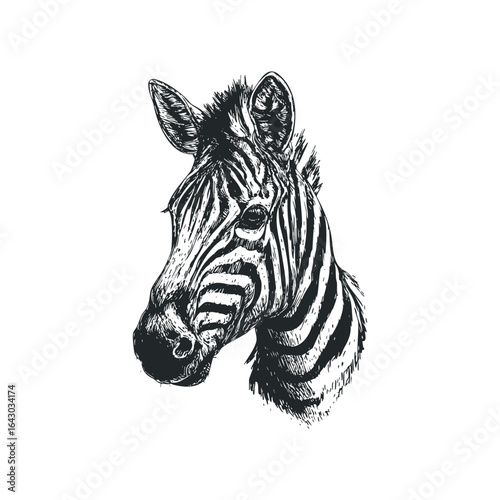 Monochrome Sketch of a Zebra Head with Open Mouth