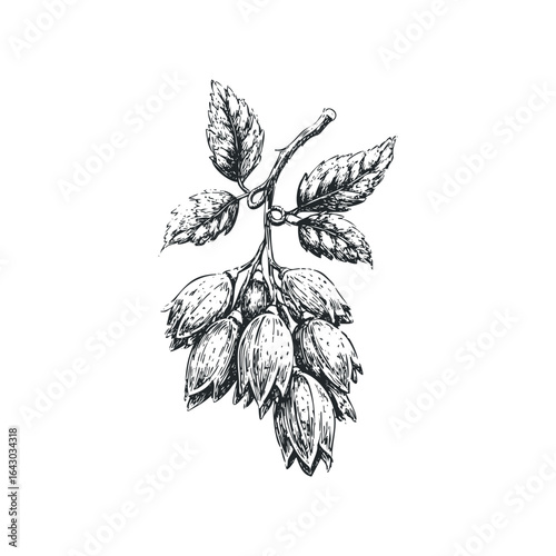 Branch with Unopened Flower Buds and Leaves in Sketch Style