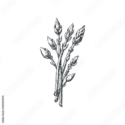 Vintage Sketch of Fresh Asparagus Stalks with Buds