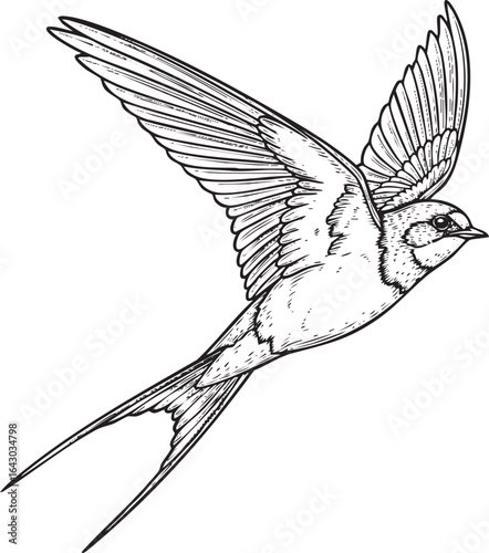Isolated need swallow bird engraving black and white outline Silhouette on white background