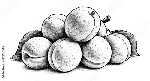 Elegant monochrome illustration of apricots in an artistic arrangement
