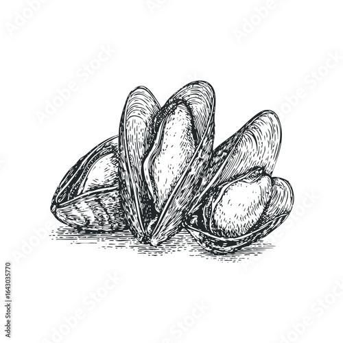 Vintage illustration of fresh mussels in open shells