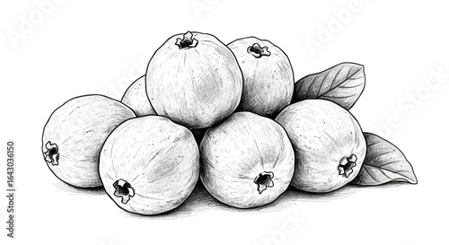 Hand-Drawn Illustration of Guavas Grouped Together with Decorative Leaves