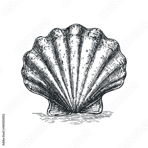 Detailed engraving of a scallop shell with textured lines