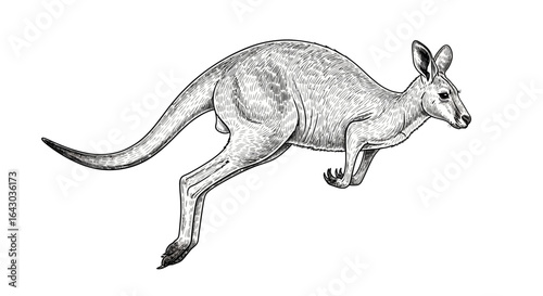 Hand-Drawn Jumping Kangaroo Illustration in Black and White Detail