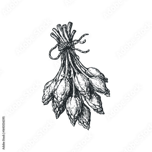 Hand Drawn Sketch of Tied Hops Cones