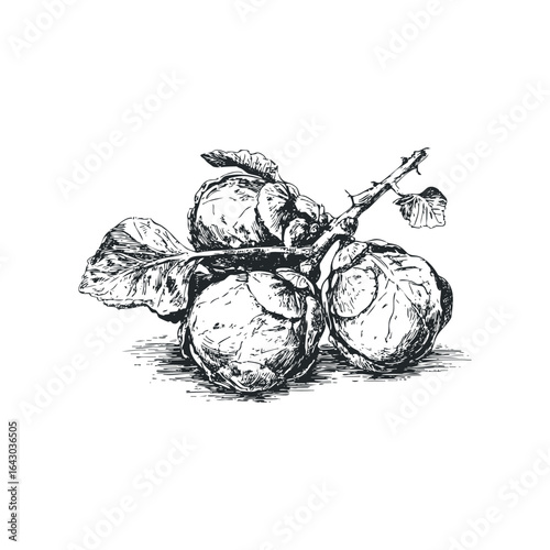 Hand-drawn sketch of Brussels sprouts on a stem with leaves