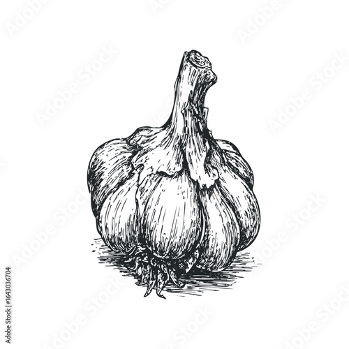 Hand Drawn Sketch of a Single Garlic Bulb with Roots and Stem