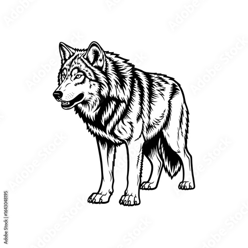 Illustration of a wild fox: Its dynamism and extraordinary pattern make this image an interesting work of art.