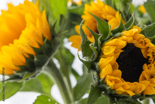 Sunflowers in a vase on a white background close up