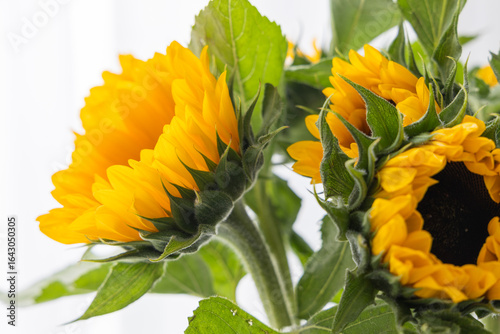 Sunflowers in a vase on a white background close up