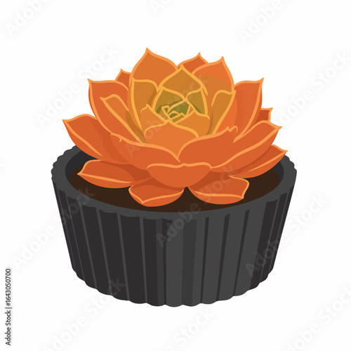 Vibrant Orange Echeveria Succulent in a Ribbed Black Pot
