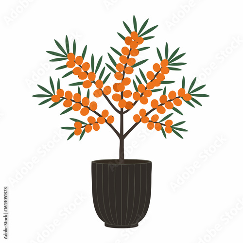 Vibrant Sea Buckthorn Tree in a Stylish Pot
