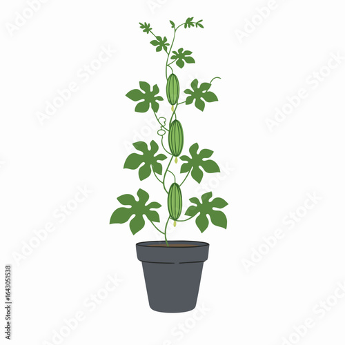 Potted Angled Luffa Plant with Immature Fruits and Lush Green Foliage