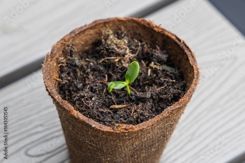 Small green seedling in a peat pot on a wooden background
