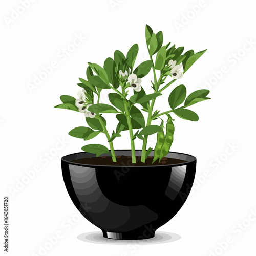 Broad Bean Plant with Pods and White Flowers in a Black Pot