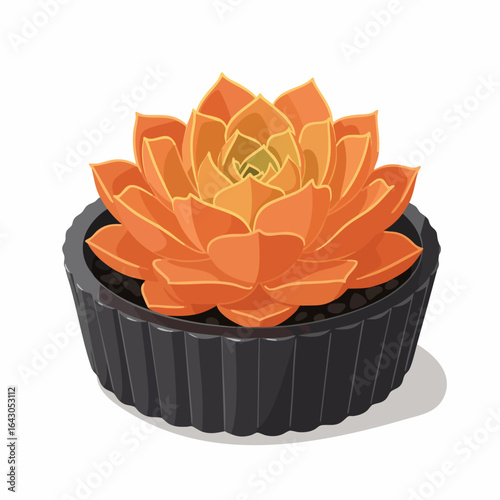 Orange Echeveria Succulent in Ribbed Dark Pot, Vector Illustration