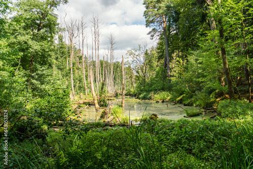 Idyllic Briese valley with its enchanting forests and views of the river Briese – hiking around Birkenwerder