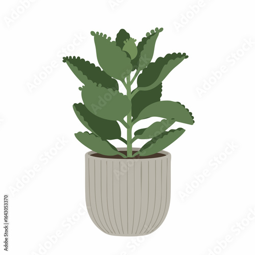 Vibrant Houseplant in a Knitted Pot