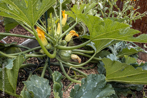 Im Garten blühen Zucchini mit Früchte
