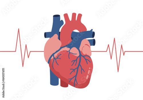 Stylized Human Heart with ECG Waveform.