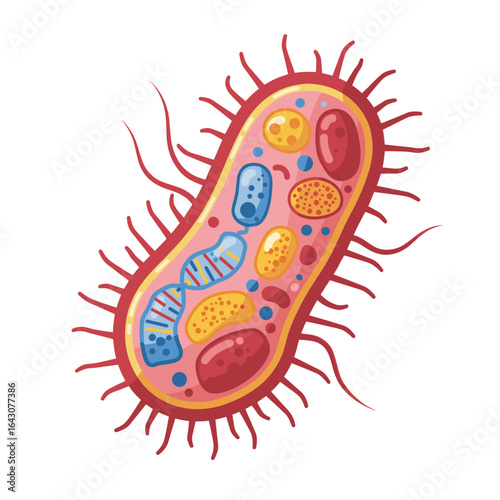 Colorful illustration of a bacterium with various organelles, set against a white background
