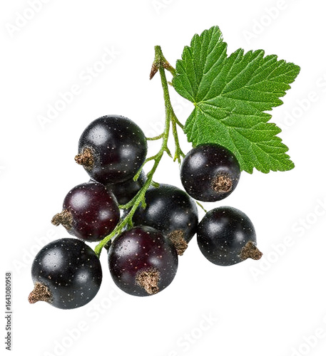 black currant with leaf isolated on transparent background.