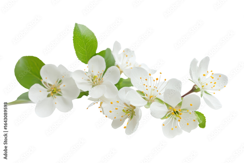 Obraz premium Delicate white apple blossoms with green leaves isolated on transparent background. White flower isolated on white background.