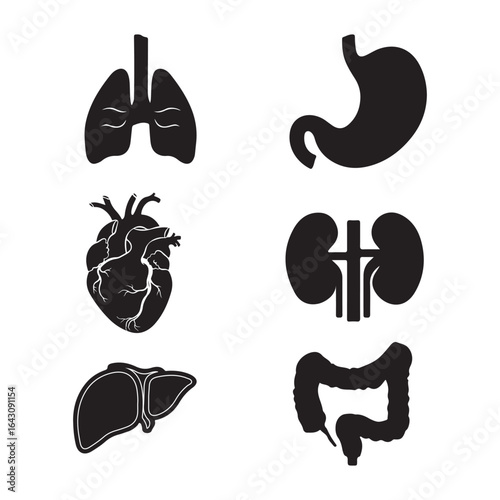 Human Internal Organs Silhouette Icons – Medical Vector Set
