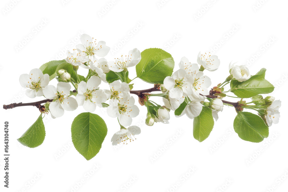 Fototapeta premium Delicate white cherry blossoms on a branch with green leaves isolated on transparent background. Cherry blossom branch isolated on white background.