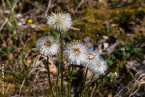 Huflattich verblüht (Tussilago farfara), Wildpflanze