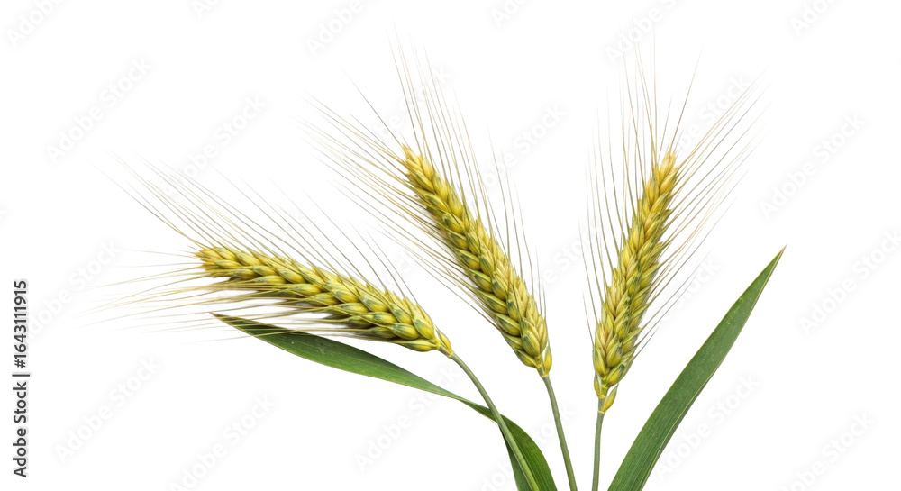 Fototapeta premium Three green wheat ears isolated on transparent background