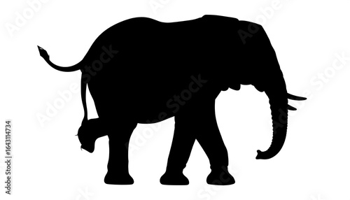 Silhouette of an elephant