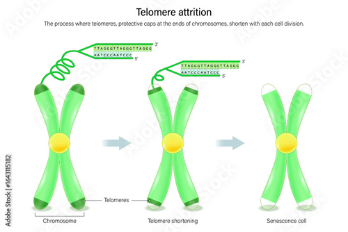 Telomere attrition. The shortening of telomeres with each cell division. Hallmarks of aging.