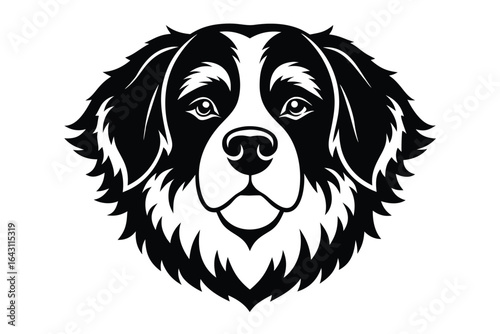 Bernese mountain dog shows majestic face in monochrome on a white background