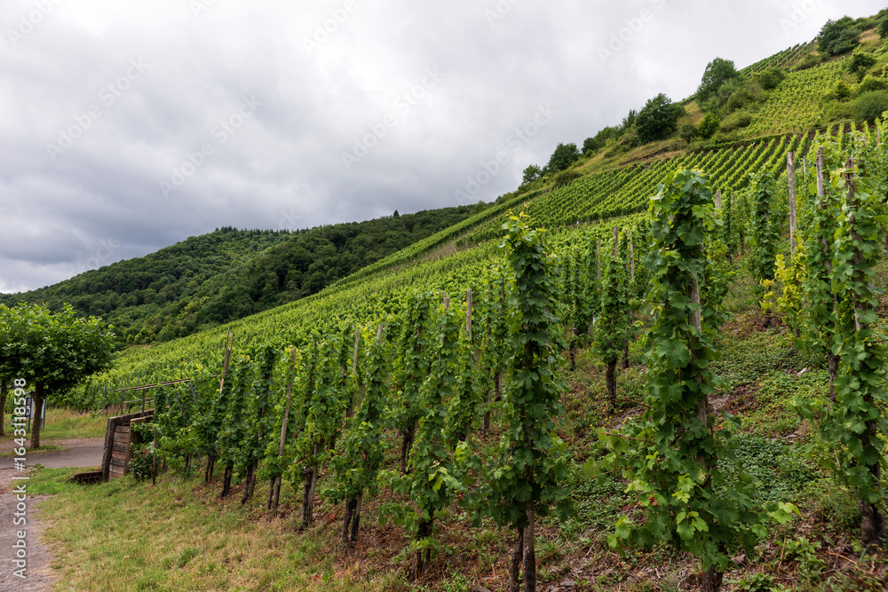 Naklejka premium Wine-growing region on the Moselle River