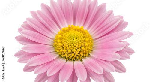 A beautiful pink daisy flower with a yellow center, isolated on transparent background