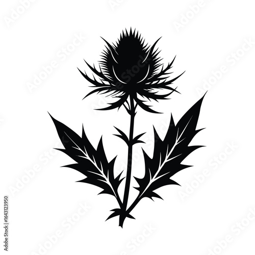Detailed silhouette of a spiky thistle flower with jagged leaves