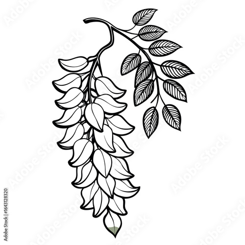 Vector art of wisteria flower branch isolated on white background