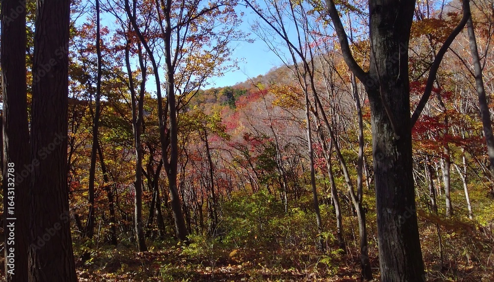 Obraz premium Autumn forest scenery