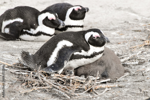 Colony of penguins with small baby at Boulders Beach, South Africa