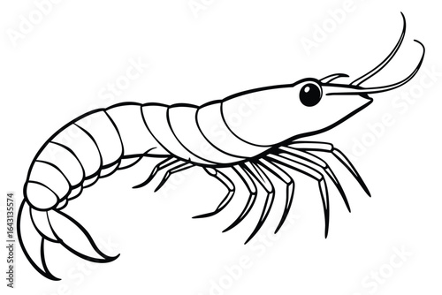 A detailed black line art shows a shrimp on a plain white background