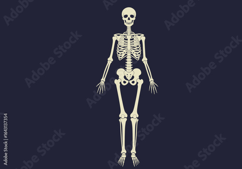 Anatomical Illustration of a Full Human Skeleton Front View.