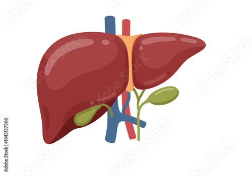Stylized Illustration of a Human Liver with Gallbladder and Vessels.