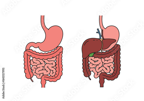 Illustrated Human Digestive System: Stomach Intestines Liver and Gallbladder.