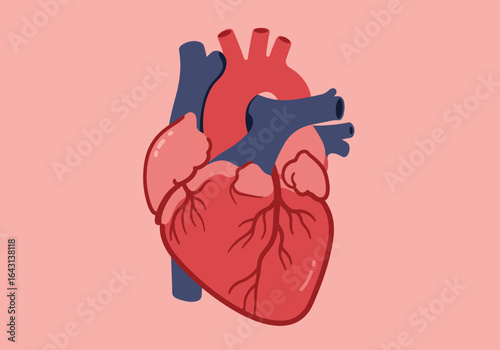 Stylized Human Heart Illustration with Red and Blue Vessels.